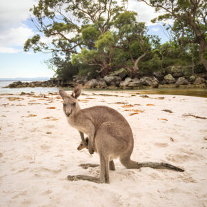 Abundant Wildlife in Jervis Bay NSW